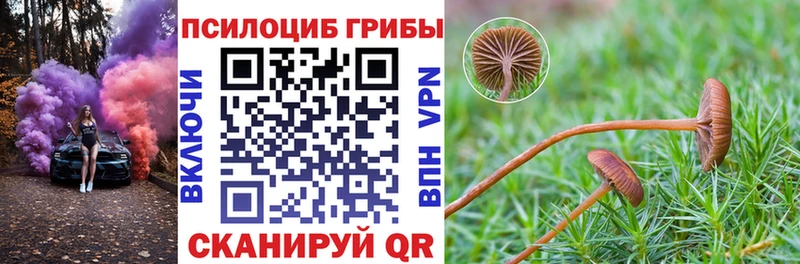 Купить закладки  Цимлянск  Псилоцибиновые грибы GOLDEN TEACHER 